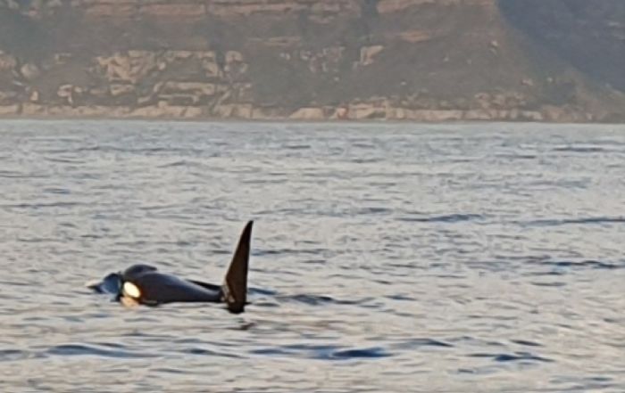 orca in hout bay